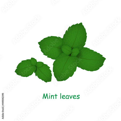Mint leaves isolated on a white background