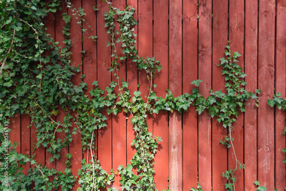 Red wooden fence with vertical planks and green climbing ivy vines. natural texture contrast, vibrant colors. Red wooden fence with vertical planks and green climbing ivy vines. natural texture contrast, vibrant colors.