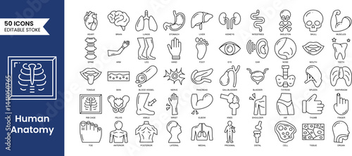 Human Anatomy editable icons set in line style. Study and structure of human internal organs. brain, lungs, stomach, liver, skeleton and more. Vector illustration