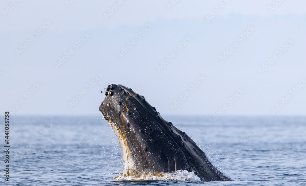 humpback whale in the sea, humpback with kelp on face