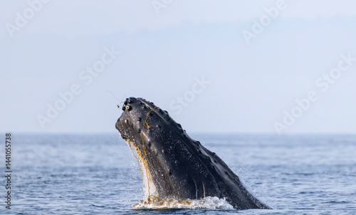 Obraz na płótnie humpback whale in the sea, humpback with kelp on face w salonie