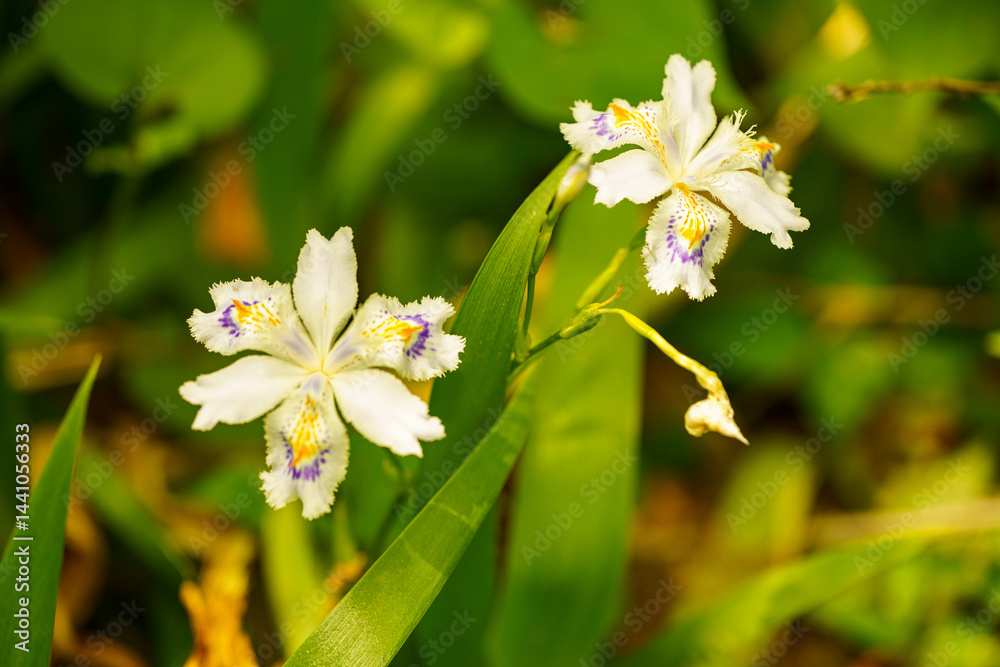 Fototapeta premium シャガの花をクローズアップ撮影した写真