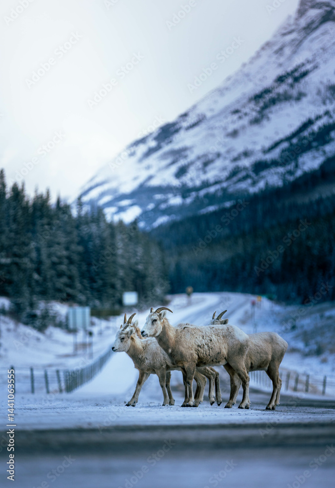 Naklejka premium mountain landscape with goats