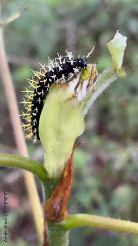 A caterpillar of the genus Leucanella, black with white spots and branched spines with a yellow base, on a green leaf.