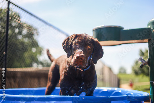 chocolate lab in a pool at a dog park