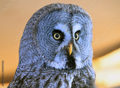 Obraz na plátně a portrait of a beautiful lapp owl