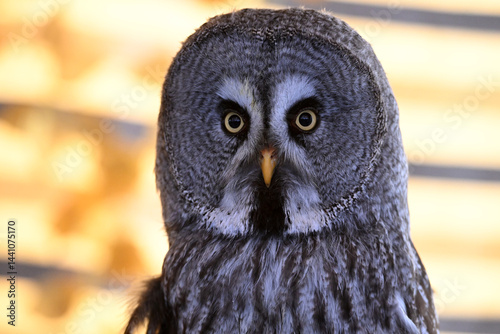 a portrait of a beautiful lapp owl