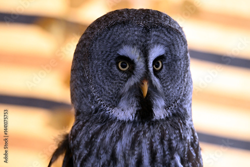 Obraz na plátně a portrait of a beautiful lapp owl