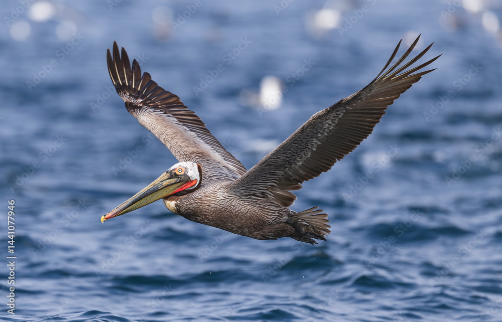 pelican in flight, California brown pelican