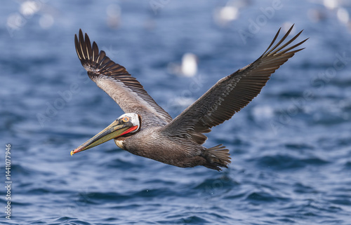 Obraz na płótnie pelican in flight, California brown pelican w salonie