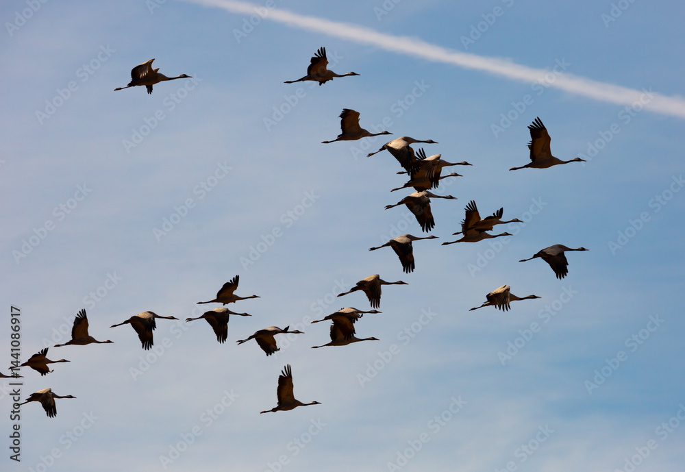 Fototapeta premium Birds in flight. Flock of cranes returning from warm lands in blue spring sky..