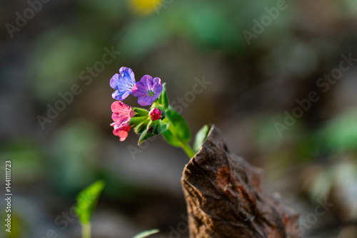 The image shows a close-up of a lungwort plant (Pulmonaria) with pink and blue flowers on a green stem. The background is blurred, focusing attention on the plant.