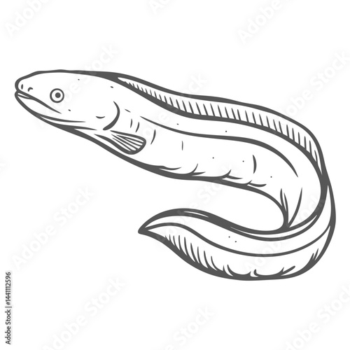 American Eel Anguilla Rostrata Line Art Illustration