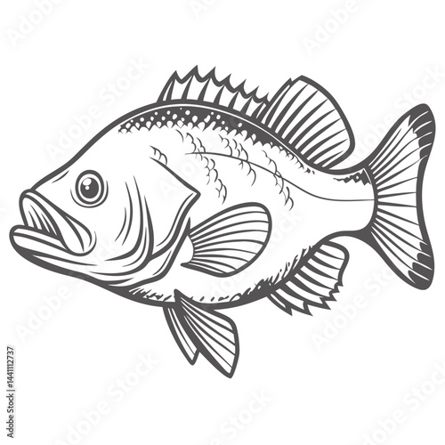 Mangrove Snapper Fish Line Art Illustration