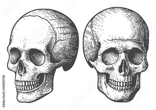 Vintage Hand-Drawn Illustration of Two Human Skulls Side by Side