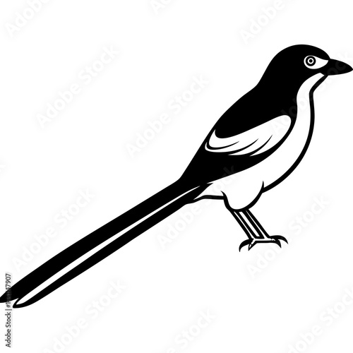Long-tailed Shrike Silhouette Vector on White