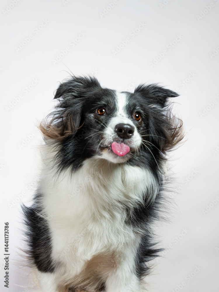 Black and white border collie portrait on white background sticking tongue out Black and white border collie portrait on white background sticking tongue out