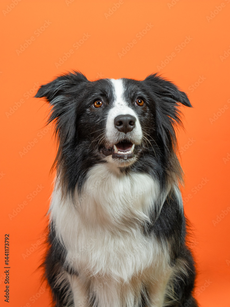 Fototapeta premium Black and white border collie on orange background
