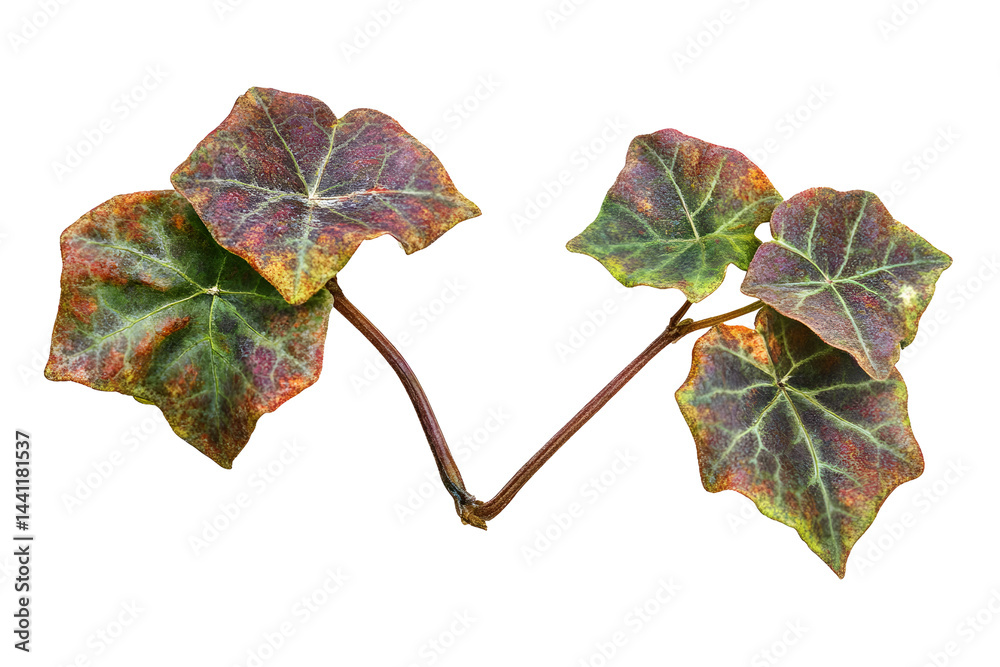Fototapeta premium Colorful variegated ivy vine detail showing intricate veining on black backdrop