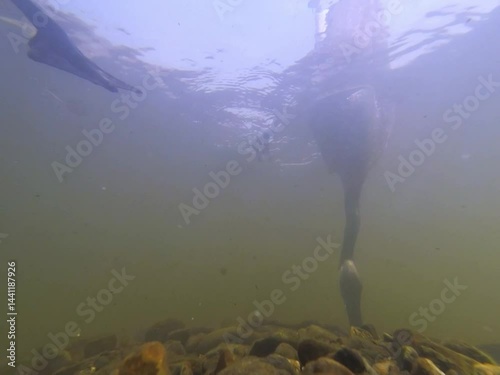 Geese eating underwater