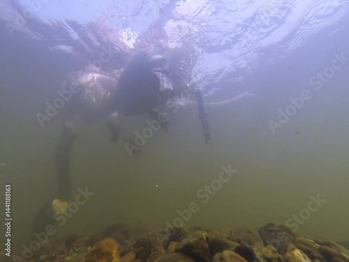 Goose eating underwater