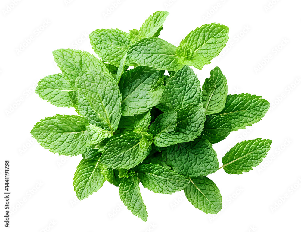 Fresh spearmint bunch vibrant green leaves isolated against a dark backdrop Fresh spearmint bunch vibrant green leaves isolated against a dark backdrop