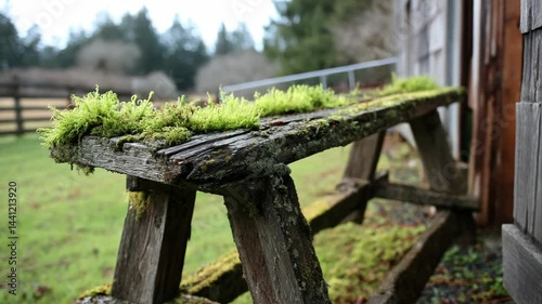 Rustic weathered wooden sawhorse covered with green moss in grassy, rural environment, showing age and nature