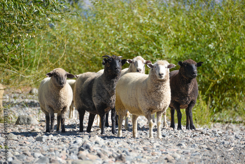 white and colored sheep at lanin national park, patagonia, argentina