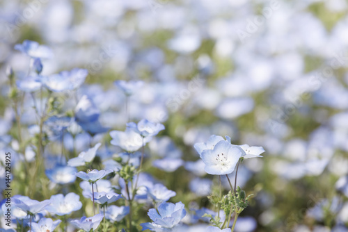 群生するネモフィラの花