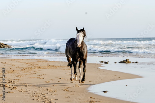 Photography Black and white horse cantering on a beach on the sand