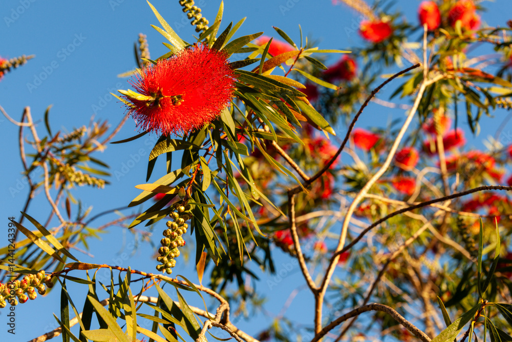 New Zealand bottlebrush flower close up