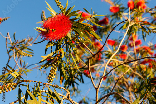 Obraz na płótnie New Zealand bottlebrush flower close up w salonie