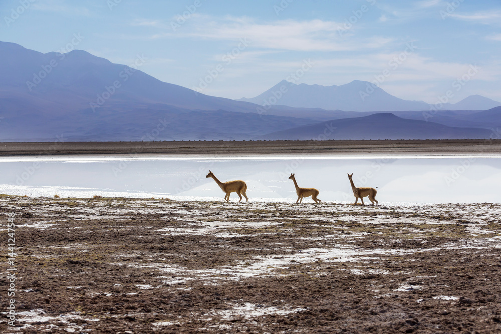 Vicuna