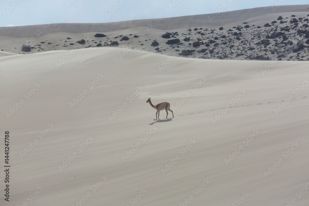 Vicuna