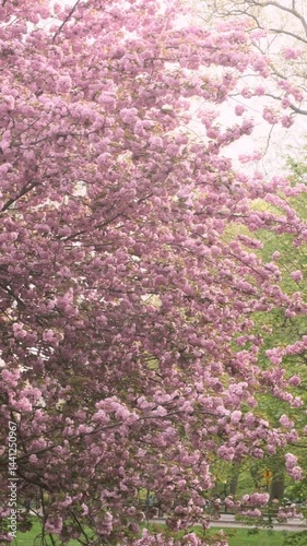 Vertical slow motion handheld pan left on on cherry blossom tree blooming in Central Park on a spring day, New York City.