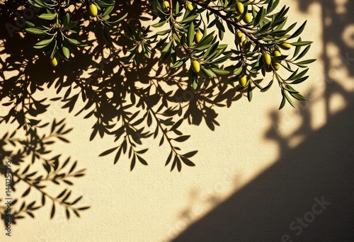 Rustic textured wall, olive branch shadows cast sunlight, warm, nature