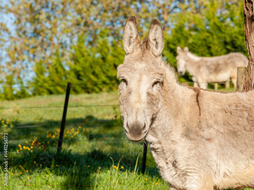 Obraz na płótnie Donkey in field w salonie