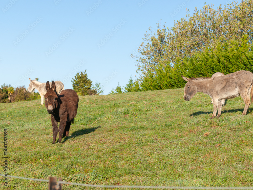 Donkey in field