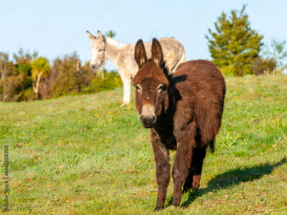 Donkey in field
