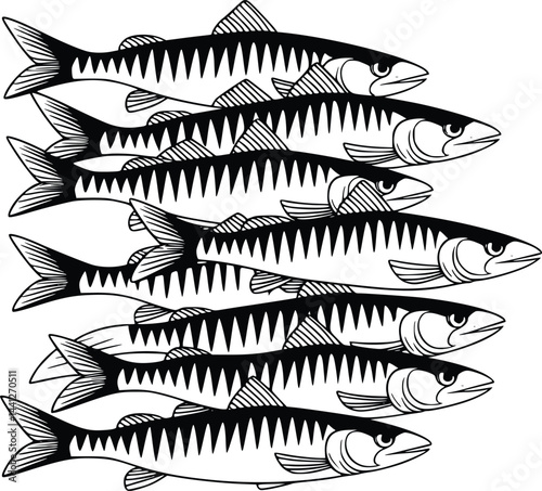 Black and white bold vector of a school of sardines, isolated on white background.