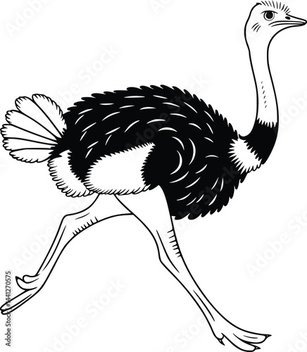 Black and white bold vector of a ostrich running, isolated on white background.