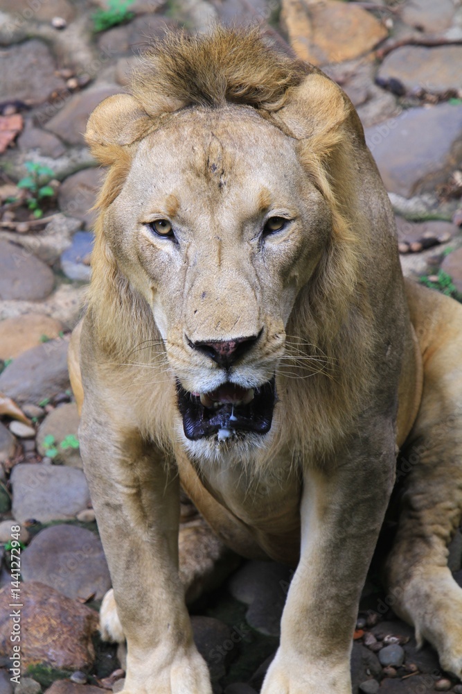 Obraz premium a lion sitting on a rock looking ahead