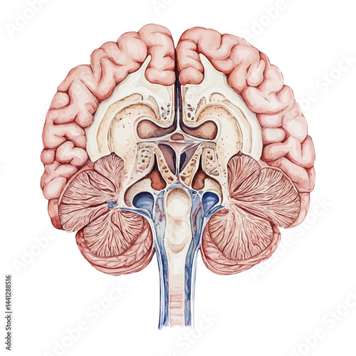 Cross-section Of The Human Brainstem, vector watercolor illustration, isolated on a white background.