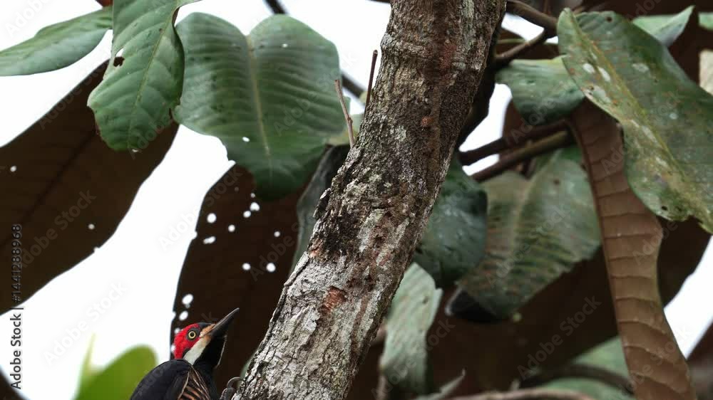 Crested Woodpecker (Campephilus melanoleucos) moves through the trees, pecking trunks in search of insects. Classic foraging behavior of this striking forest bird.