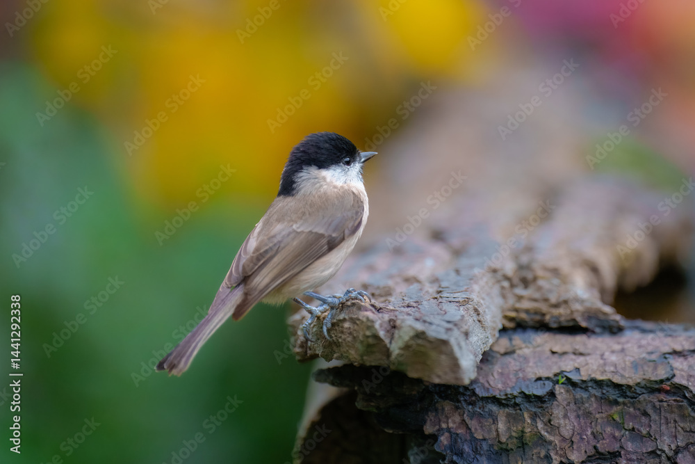 Obraz premium Marsh Tit, Poecile palustris, t the forest waterhole. Mirroring in the water. 