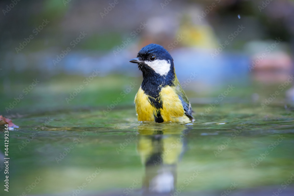 Fototapeta premium Close up Great tit, Parus major sitting at the forest waterhole Mirroring in the water. 