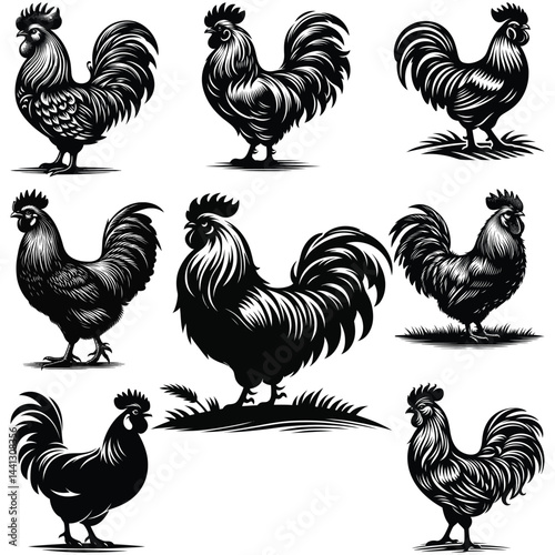 vector set of chicken