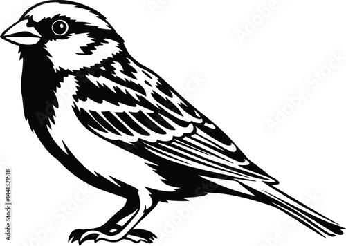 Black and white bold vector of a sparrow perched, isolated on white background. photo