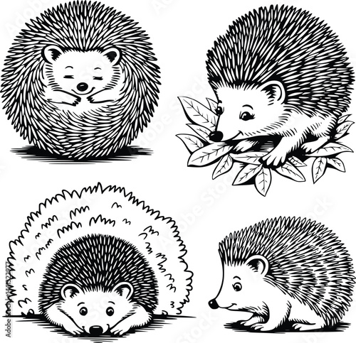 Bold black and white hand-drawn illustrations of 4 cute hedgehogs doodling rolling into balls, scurrying through leaves, resting under bushes, and sniffing around, isolated on white.