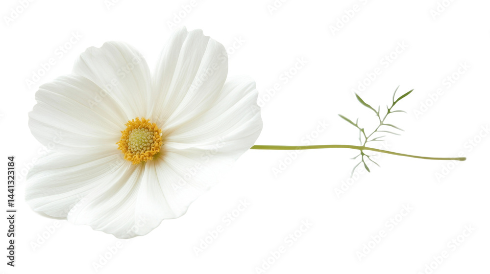 Obraz premium This image shows a close-up of a white flower with a bright yellow center and green stem.